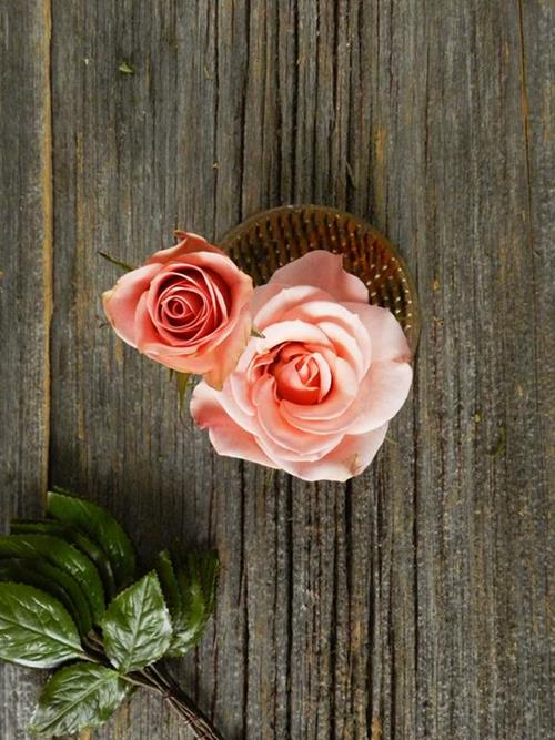 ILSE  BICOLOR PEACH/PINK SPRAY ROSES